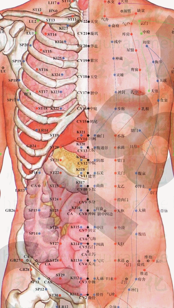 翻胃 人體說明圖