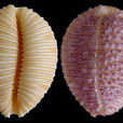 卡西寶螺 卡西寶螺