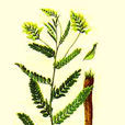 黃芪(豆目蝶形花科植物)
