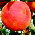 保佳紅 保佳紅