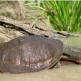 費茲洛河龜