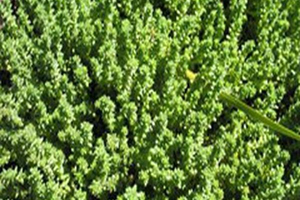 Sedum acre \x27Oktoberfest\x27