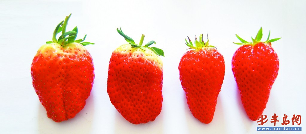 形狀奇怪的激素草莓（左邊2個）