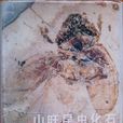 山旺昆蟲化石 山旺昆蟲化石