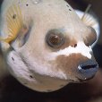 珍珠狗頭魚(白點河豚) 珍珠狗頭魚(白點河豚)