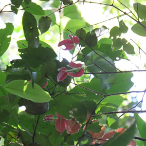 Eugenia catharinensis