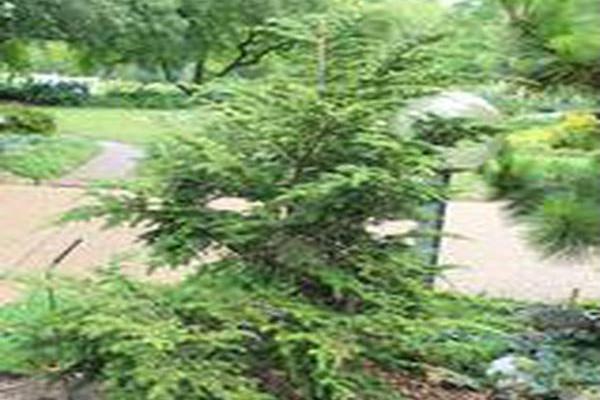 Tsuga canadensis \x27Curley\x27 Tsuga canadensis \x27Curley\x27