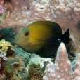 小高鰭刺尾魚(小高鰭刺尾鯛) 小高鰭刺尾魚(小高鰭刺尾鯛)