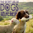 萌犬秘聞