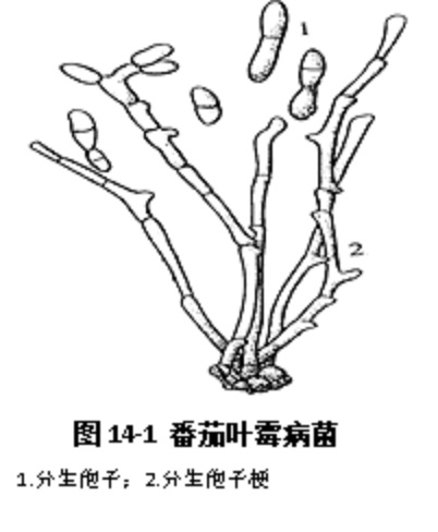 番茄葉霉病菌