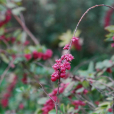 紅雪果 紅雪果