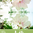 水桃花開 水桃花開