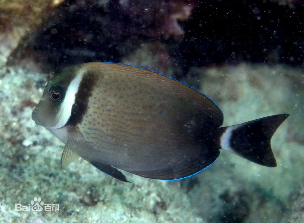 白斑刺尾魚