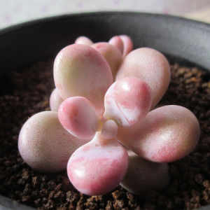 Graptopetalum amethystinum (Rose)Walther Graptopetalum amethystinum (Rose)Walther