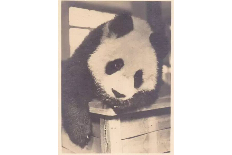 明(1937年前後出生的大熊貓) 明(1937年前後出生的大熊貓)