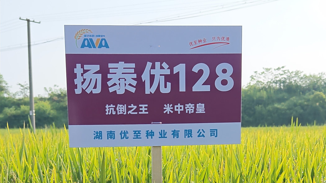 揚泰優128 揚泰優128
