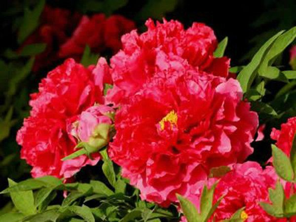 種生紅 種生紅