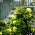 黃花魁 黃花魁