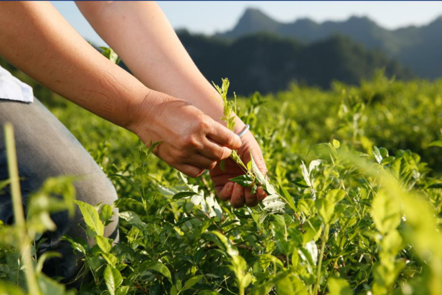 茅岩莓茶