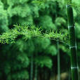 竹子原理 竹子原理