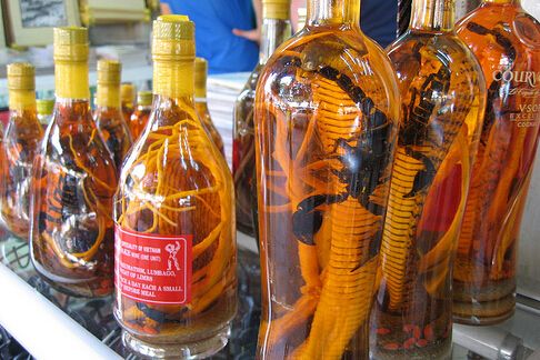 羌獨活酒 羌獨活酒