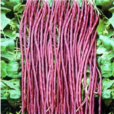紫紅豇豆