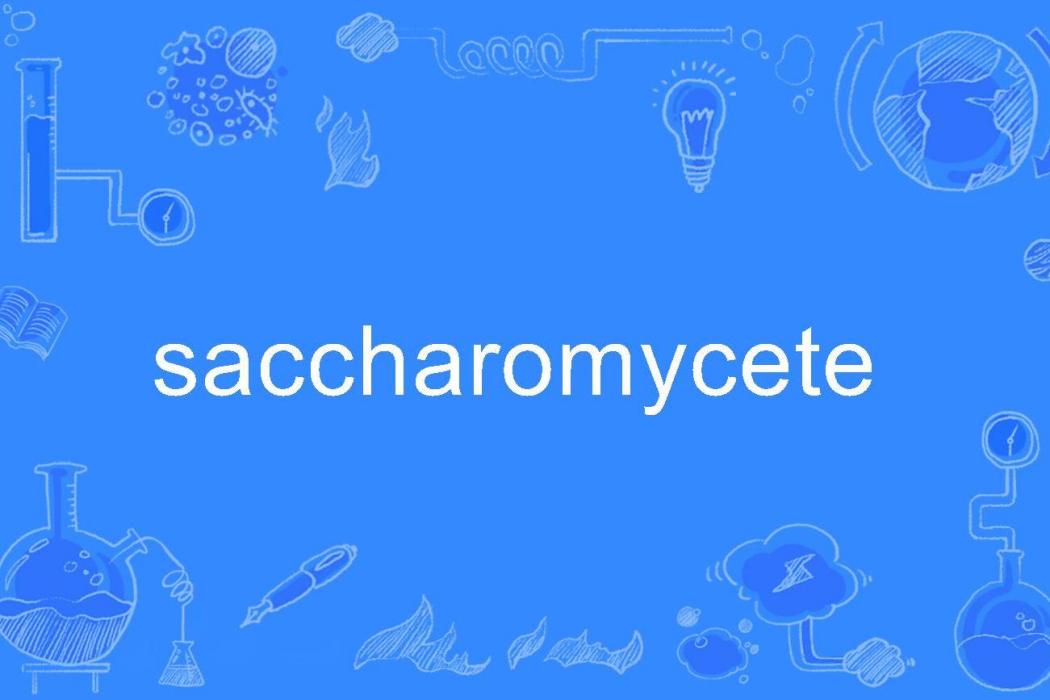 saccharomycete saccharomycete