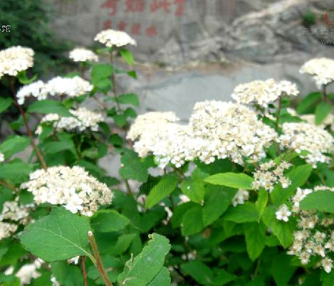 華北繡線菊