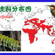 蜂虎科(蜂虎) 蜂虎科(蜂虎)