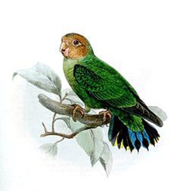綠侏鸚鵡
