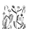 洮河棘豆 洮河棘豆