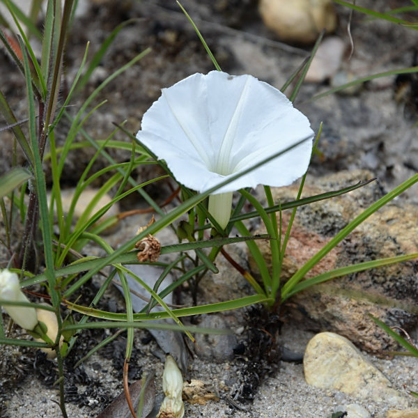 Ipomoea desmophylla