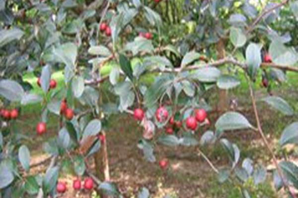 Crataegus crus-galli (thornless form)