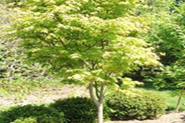 Acer palmatum \x27Osakazuki\x27