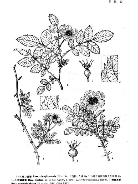 西藏薔薇