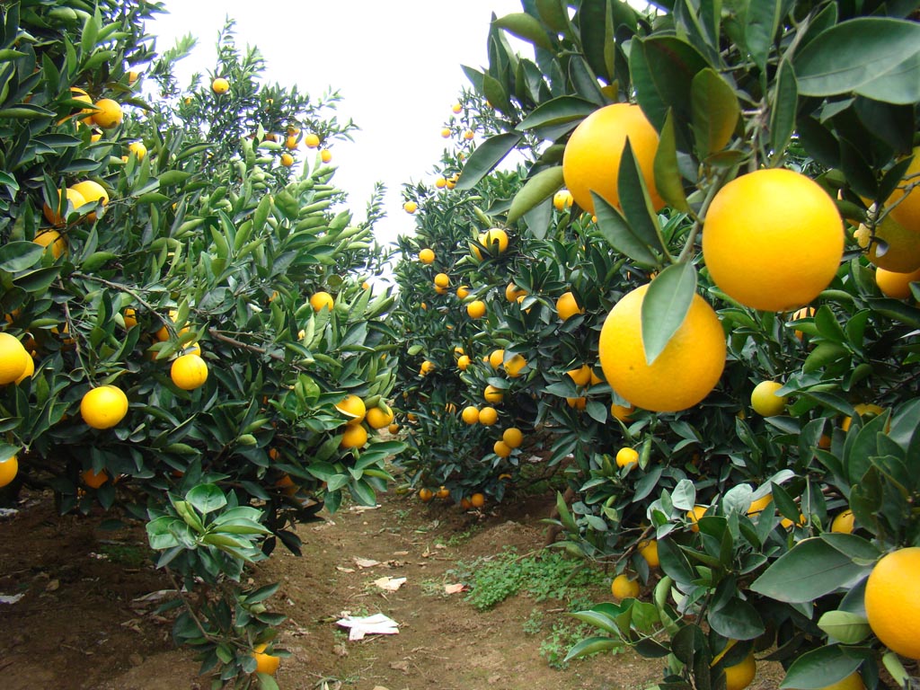 橙花蜜主要來源是橙果園