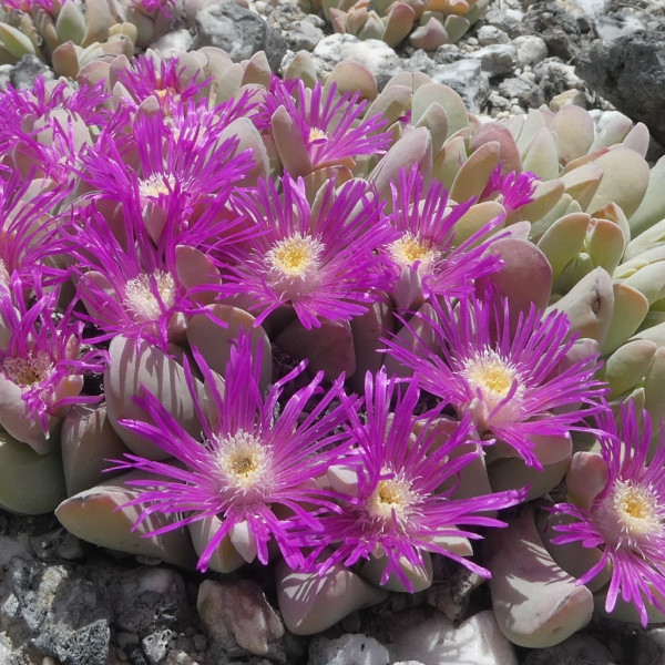 Gibbaeum hartmannianum