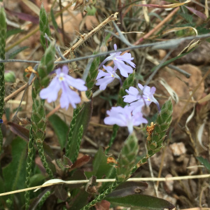 Elytraria imbricata