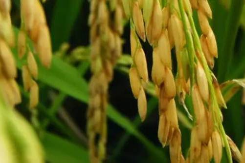 華恢596 華恢596