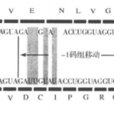 RNA編輯 RNA編輯