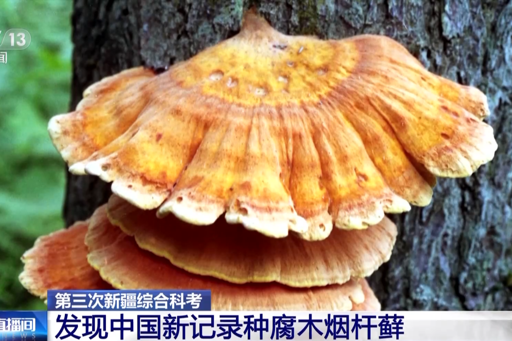 腐木煙桿蘚 腐木煙桿蘚