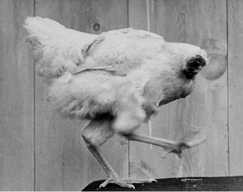 無頭雞(1945年4月-1947年3月美國的一起無頭雞事件)