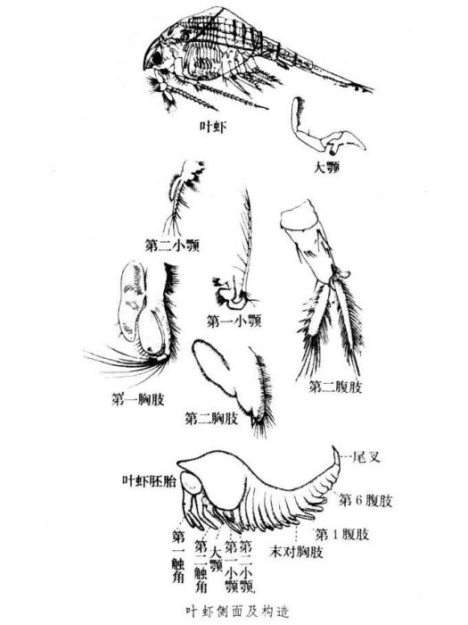 葉蝦亞綱 葉蝦亞綱