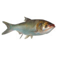 鰱魚(鯉形目鯉科動物)