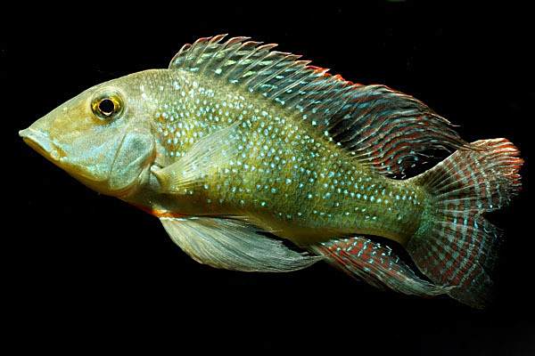 圓唇麗魚 圓唇麗魚