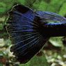 豹紋孔雀魚