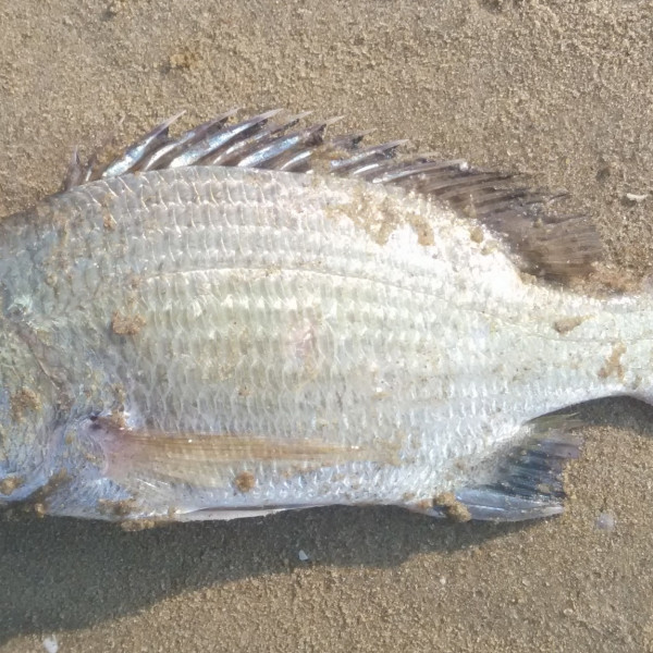 灰鰭棘鯛 灰鰭棘鯛