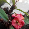 麒麟花