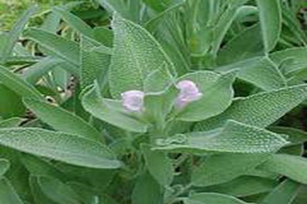 Salvia officinalis \x27Sage of Bath\x27