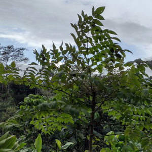 Aralia montana